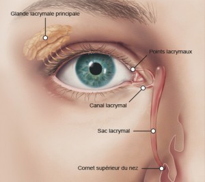 Glande lacrymale et canaux lacrymaux